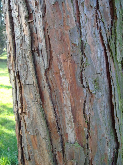 Calocedrus decurrens ecorce